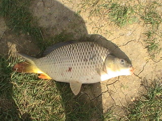 la crap - pic3760.JPG